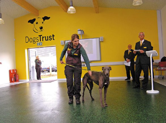 working for dogs trust