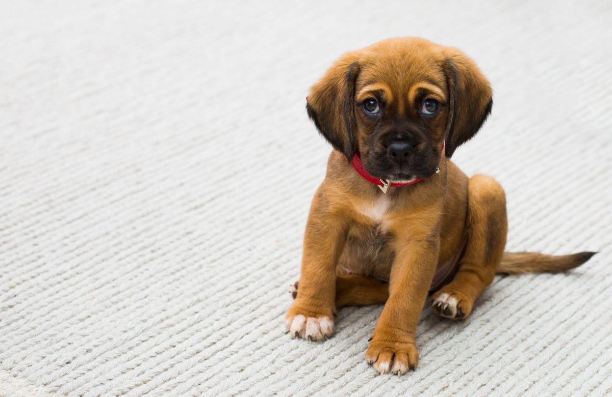 Dog Warden s Warning Over Illegal Pet Breeders The Evesham Observer