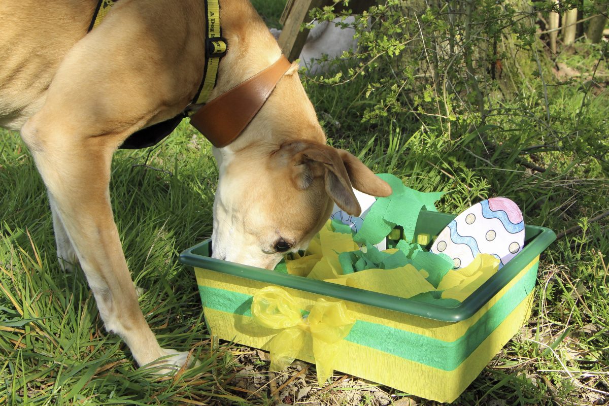 https://eveshamobserver.co.uk/wp-content/uploads/2023/04/Dogs-Trust-has-egg-xelent-ideas-to-keep-your-dog-entertained-this-Easter.jpg