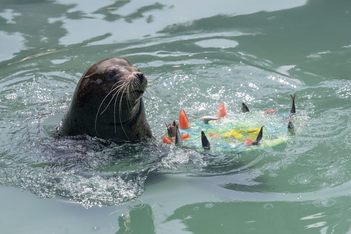 in-pictures-west-midlands-safari-park-s-animals-enjoy-some-icy-treats