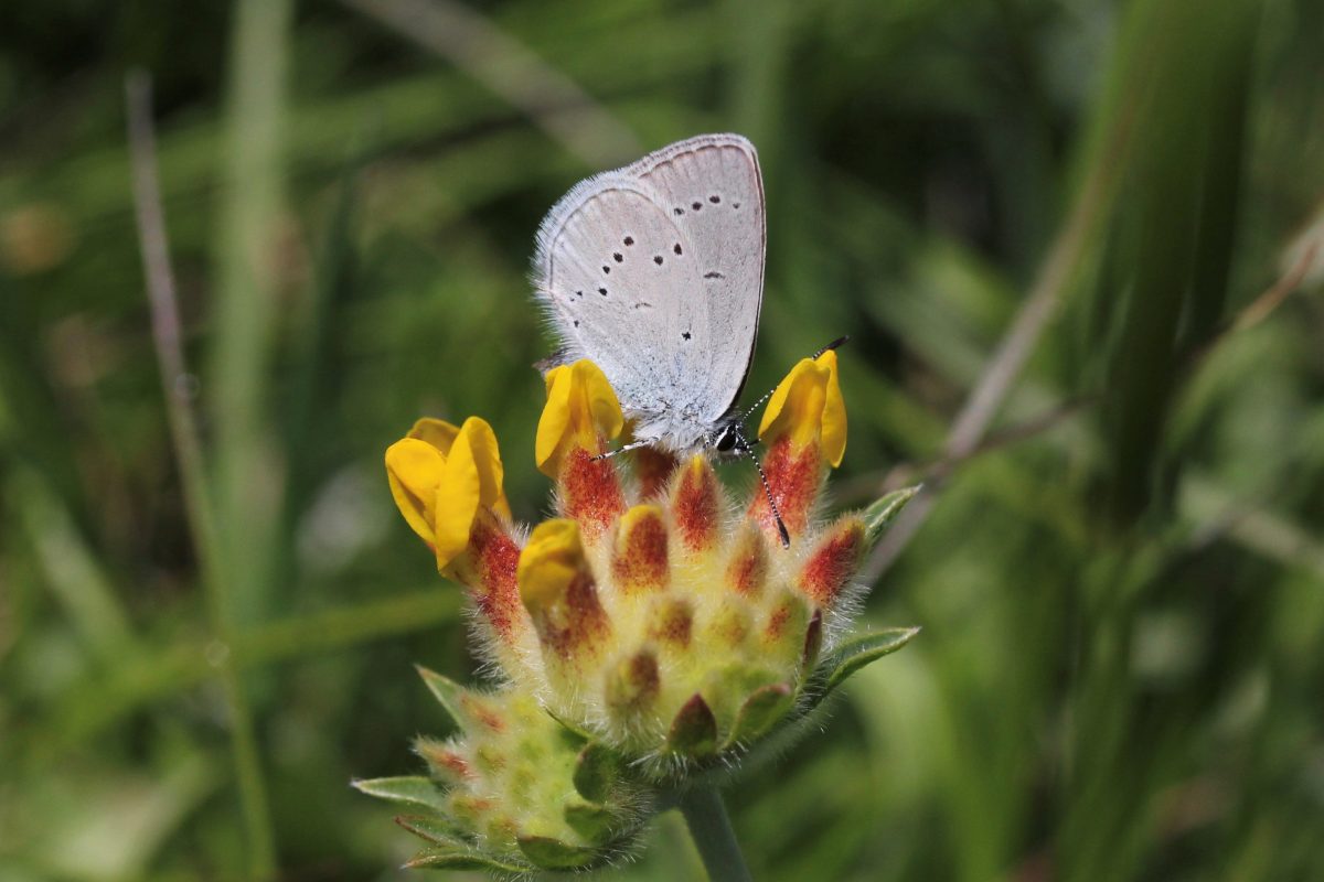 Britain's smallest butterfly makes welcome return to Broadway